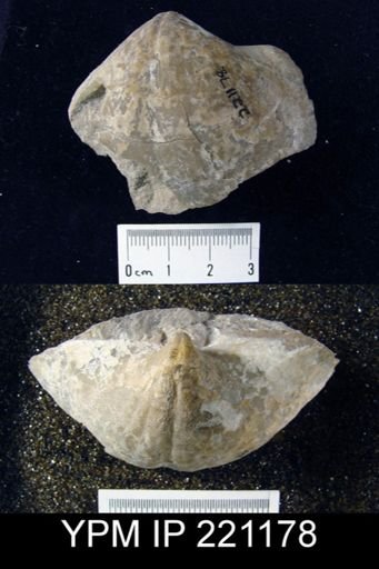 Spirifer cf. supracarbonicus