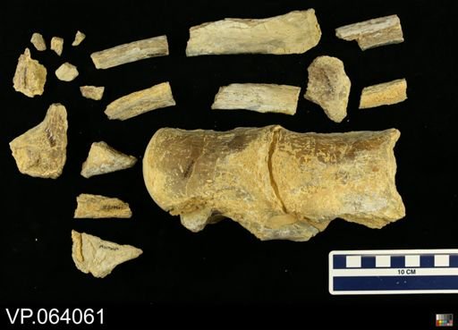 undet. Mosasauridae