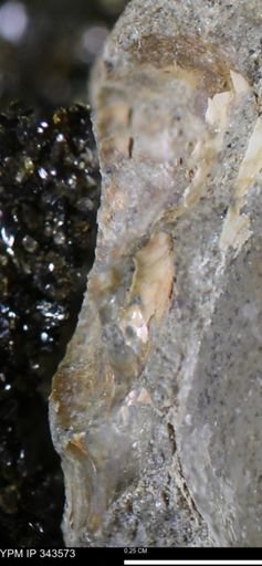undet. Bivalvia