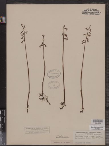 Corallorhiza trifida