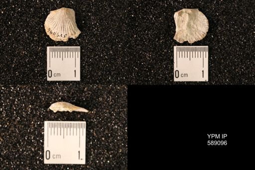 Dinorthis subquadrata