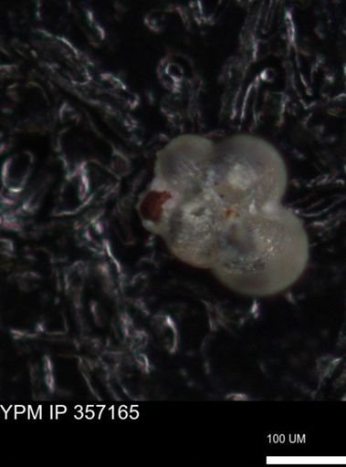 undet. Foraminiferida