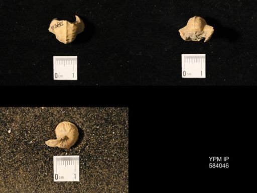 Pharkidonotus percarinatus tricarinatus