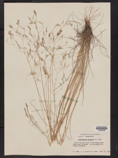 Deschampsia flexuosa