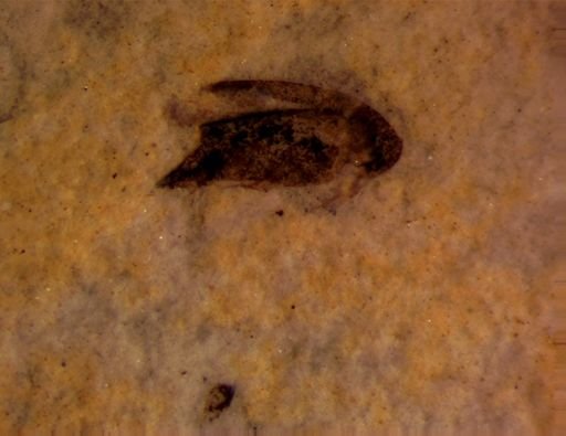 undet. Mordellidae
