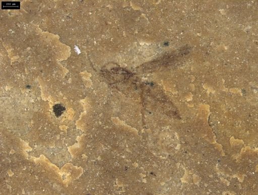 undet. Diptera