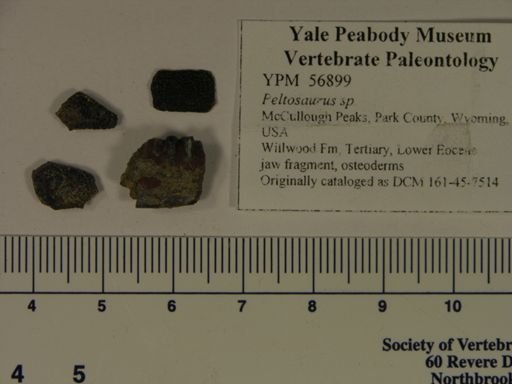 Peltosaurus sp.