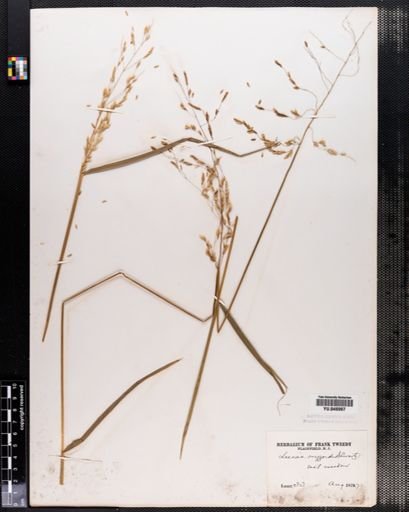 Leersia oryzoides