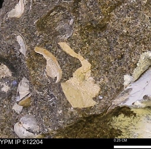 undet. Bivalvia