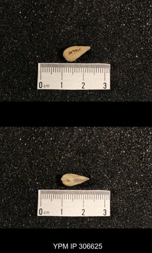 Phestia bellistriata