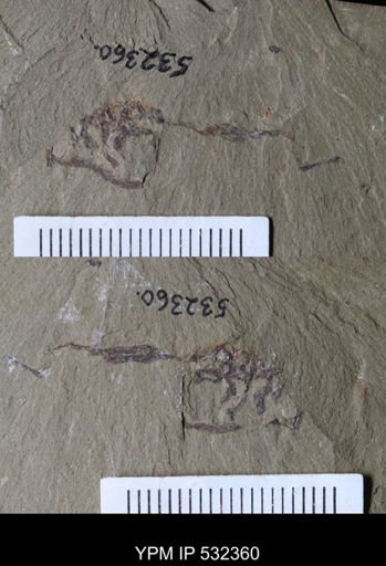 undet. Graptolithina