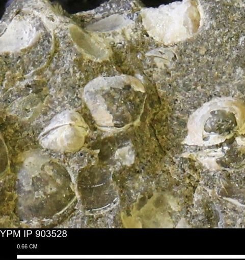 Corbulamella sp.