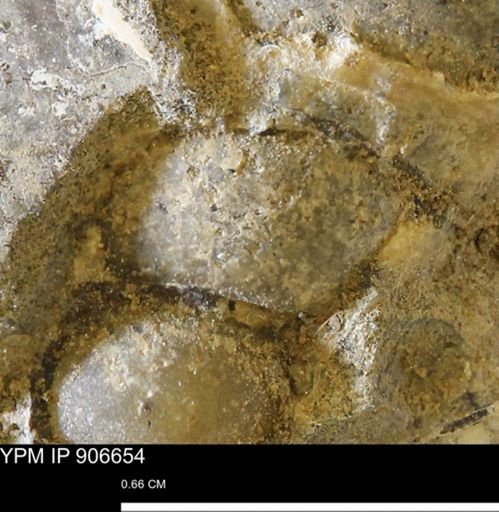 undet. Gastropoda