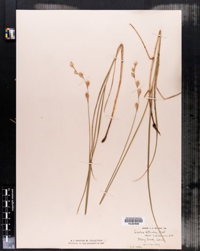 Carex foenea