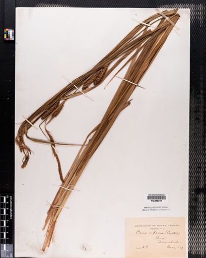 Carex lacustris