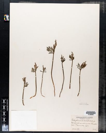 Botrychium lanceolatum