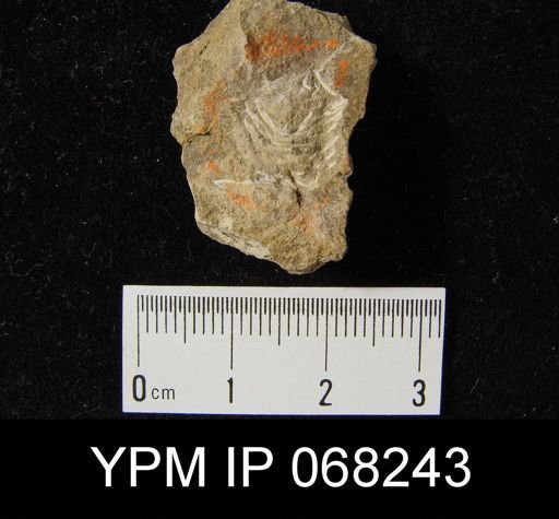 Leptaena rhomboidalis