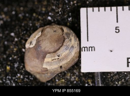 Protocardia subquadrata