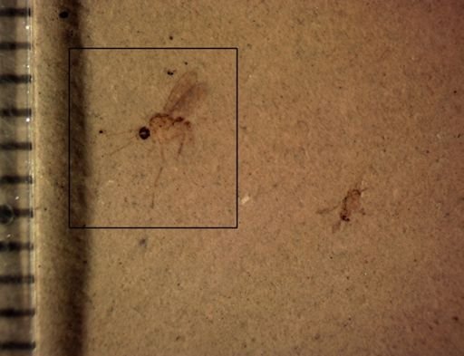 undet. Diptera