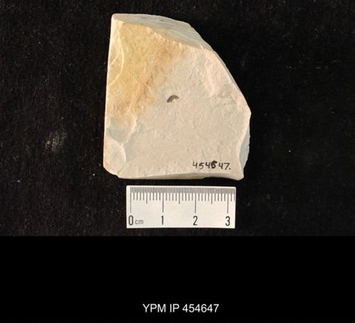 undet. Coleoptera
