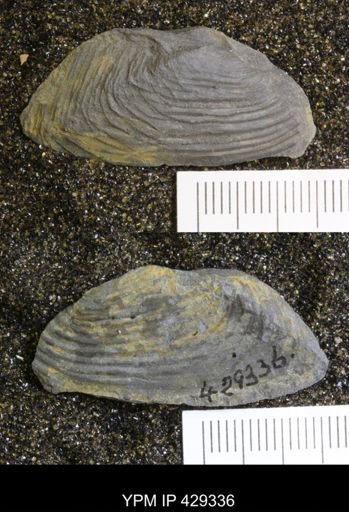 Modiomorpha sp.