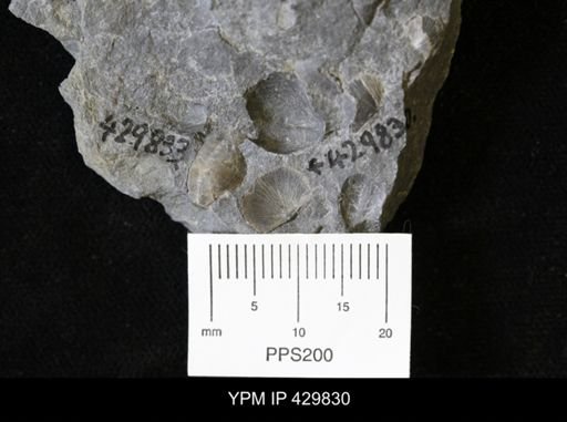 Devonochonetes