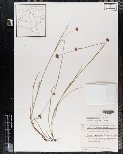 Plantae