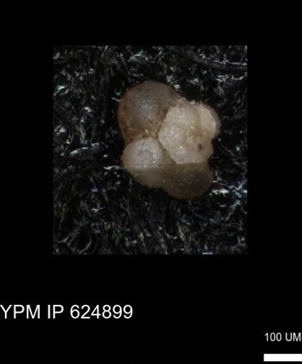 undet. Foraminiferida