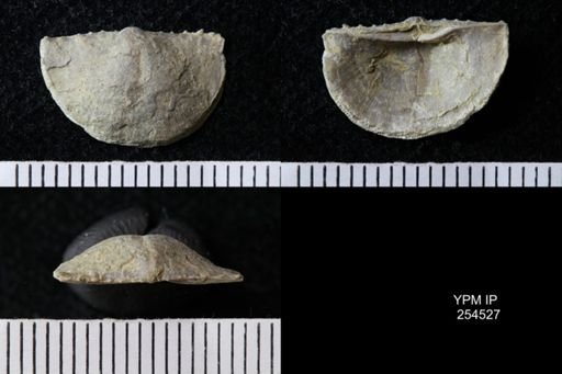 Chonetes sp.