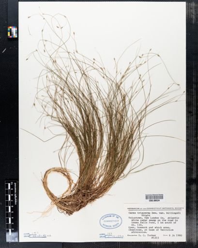 Plantae