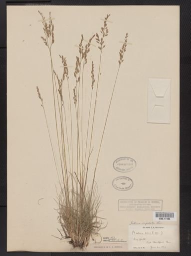 Festuca capillata