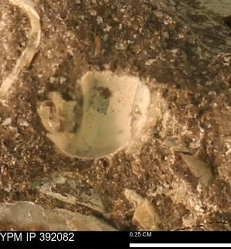 Gastropoda?