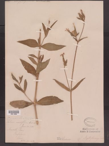 Silene noctiflora