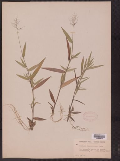 Panicum tennesseense