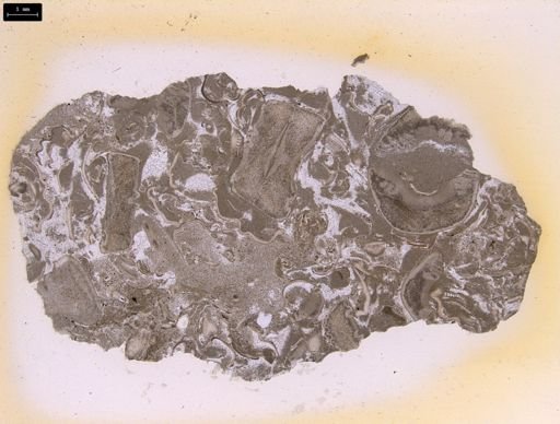 Beyrichia tuberculata