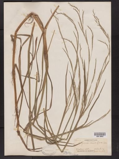 Glyceria acutiflora
