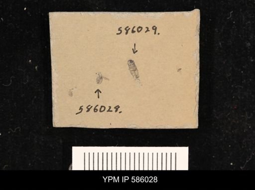 undet. Coleoptera