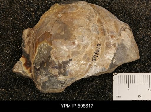Inoceramus sp.