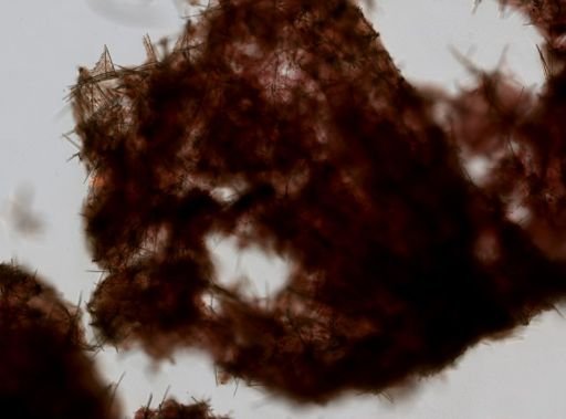 Iophon sp.