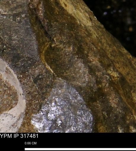 undet. Mollusca