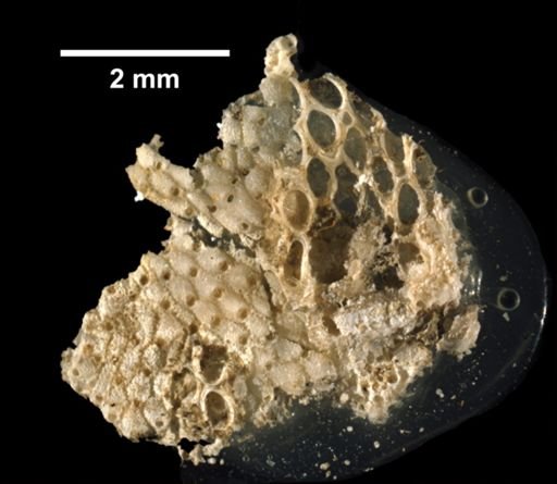 Microporella