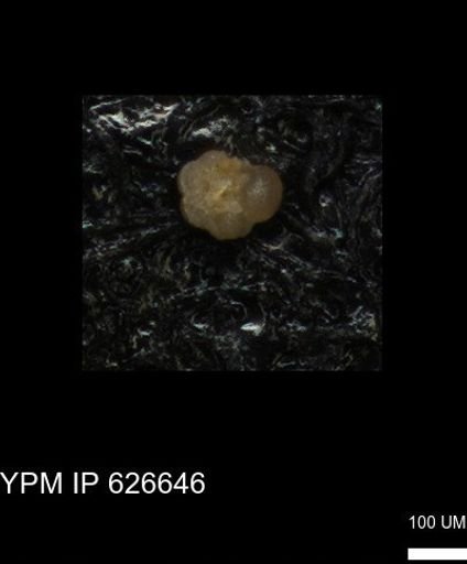 undet. Foraminiferida