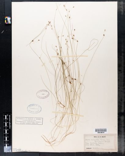 Plantae