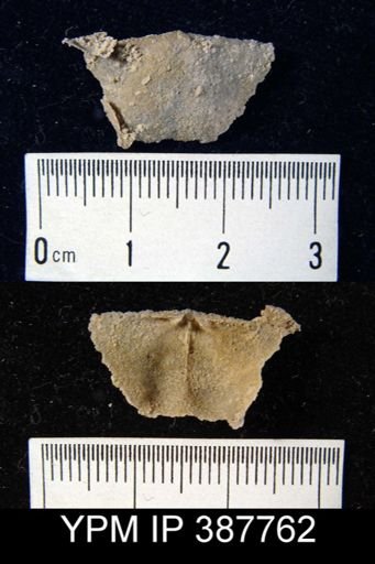 Dyoros sp.