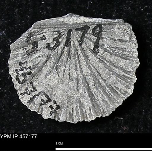 Stropheodonta erratica solidicosta
