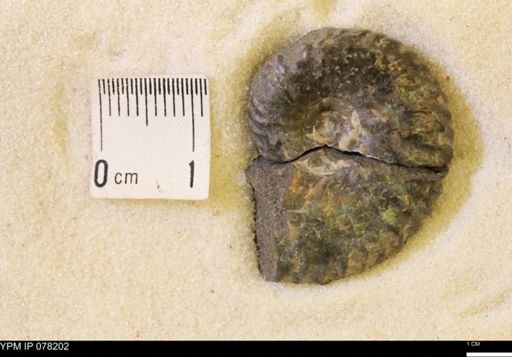 Hoploscaphites comprimus