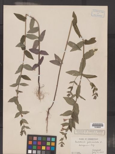Scutellaria epilobiifolia