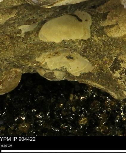 undet. Mollusca