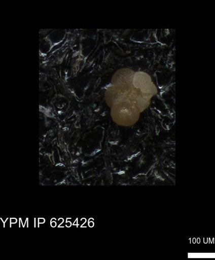 undet. Foraminiferida