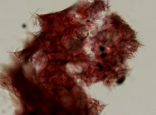 Halichondrida